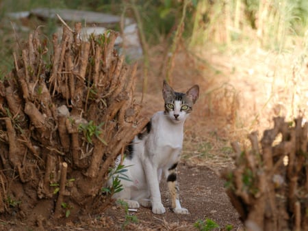 Yard Cat - cat, animals, eyes, cute, kitten