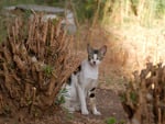 Yard Cat