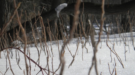 Witer Sprouts - forest, snow, winter, twig, tree