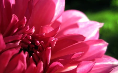 Gallery Dahlia.jpg - dahila, flower, plant, red