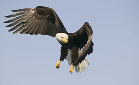 American Eagle - american, eagle, bald, wild, animals