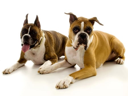 Boxers - two, fierce, puppy, animals, funny, dog, dogs, strong, cute