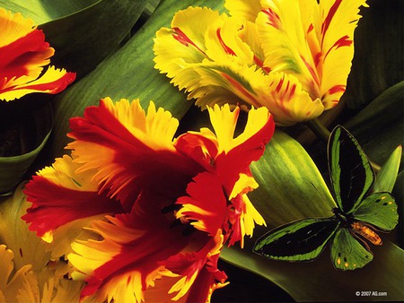 Fiery Floral - flowers, yellow, bright, red