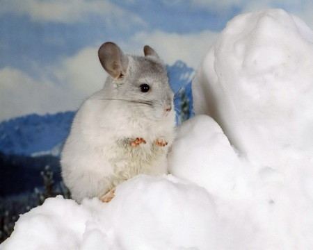 White mouse - white, rodents, mouse, animals