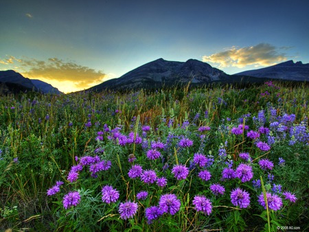 Wildflowers - flowers, sunset, mountains, purple