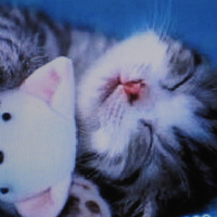 Sleeping kitty