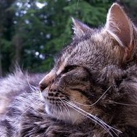 CLOSE UP KITTY