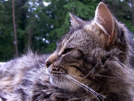 CLOSE UP KITTY - closeupshot, cat