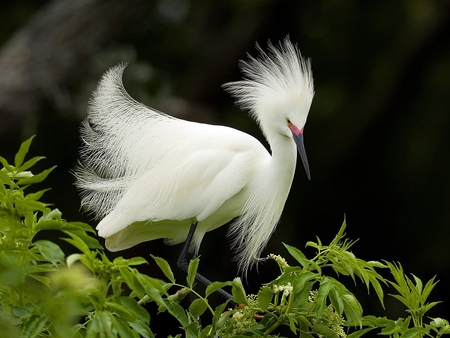 WHITE BIRDIE - white, bird, beautiful, fur, fluffy