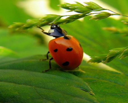 STAND UP LADY! - stand up, bird, spotted, lady, bug, beetle, leaves