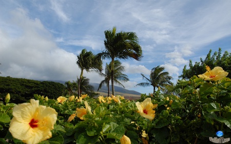 Windy Scenery - nature, trees