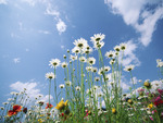 blue sky flowers