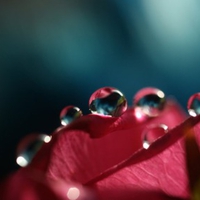 Pink Drops