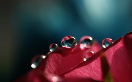 Pink Drops - macro, pink, water, flower, drops