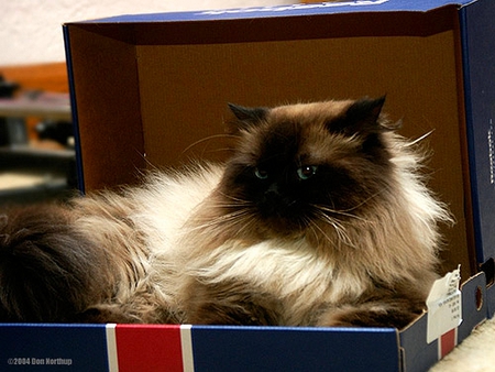 NEW ARRIVAL - box, kitty, cute, cat, persian