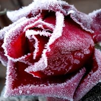 FROSTED ROSE