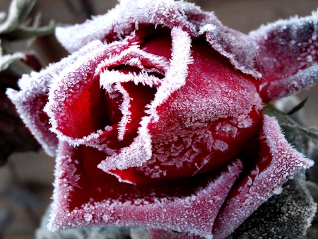 FROSTED ROSE - ice, closeup, red, photography, frozen, frosted, darkred, rose