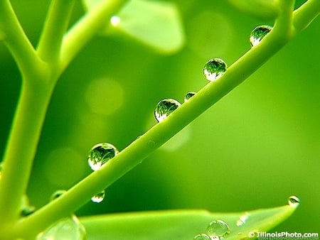 BEAUTY OF RAIN - water, rain, drops, stem, beauty, plant