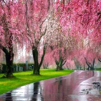 Pink Trees