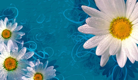 DELICATE DAISY - white, background, drops, water, design, daisies, blue, art