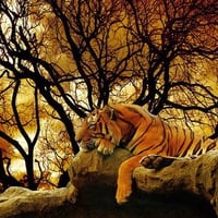 Tiger Background