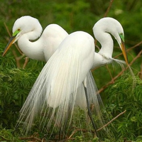 Beautiful white Birds