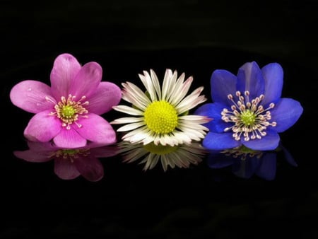 Trio - flowers, violet, white, pink