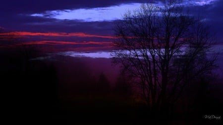 Nights Darkening - purple, sky, trees, sunset, firefox persona, widescreen