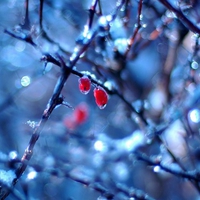 winter frozen fruit