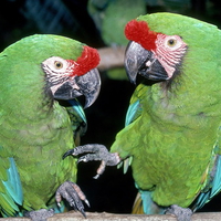 green-macaws