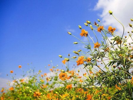 Spring time - flowers, sky, orange, grass