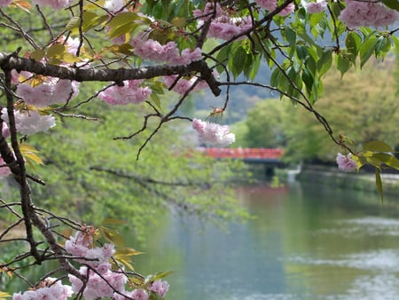 Kyoto cherry blossom - flowers, sky, lake, pink