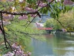 Kyoto cherry blossom