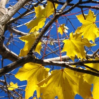 yellow autumn leaves