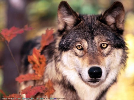 PICTURE OF A HANDSOME WOLF