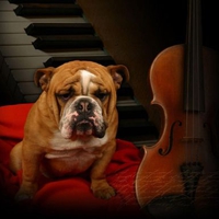 musical dog