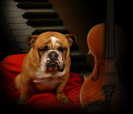 musical dog - piano, violin, dog, red