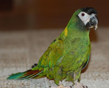 I think I'm a little lost - green, yellow collar, macaw, parrot