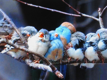 Sleeping bunch - tiny, tinie, birds, blue, gray, cute, little