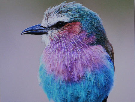 Check out my new look - purple, blue, looking, bird, lavender