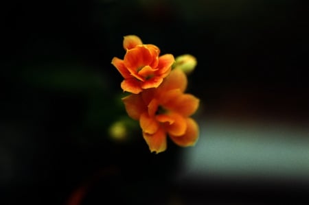 Just a little flower - flower, yellow, red