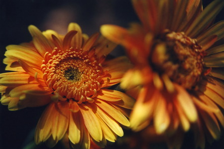 Zerberes - flowers, yellow, red