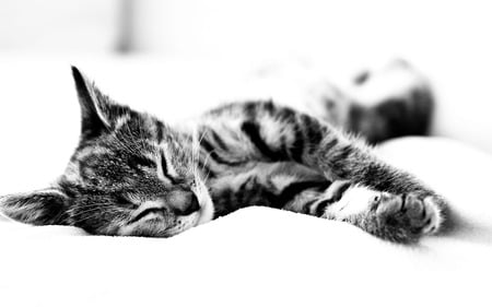 Sleepy Kitten - cat face, beautiful, sleepy, photography, lovely, sweet, cat, kitten, cute, cats, black and white, nice, animals, kitty