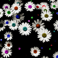 Lovely Daisies