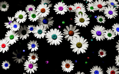 Lovely Daisies - nice, colorful, daisy, lovely, nature, beautiful, colors, flowers, daisies