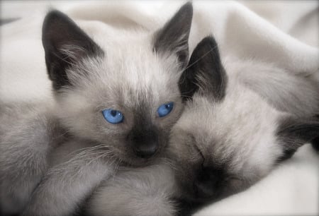 My two siamese kittens - kittens, cats, siamese, animals, blue eyes