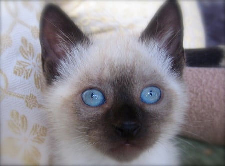 Blue eyes - animal, kitten, blue, siamese, cat