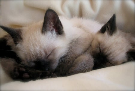 Sleeping siamese kittens - kittens, sleeping, siamese, cat, animals