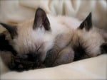 Sleeping siamese kittens