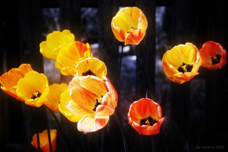 Glowing - flower, black, light, dark, yellow, nature, night